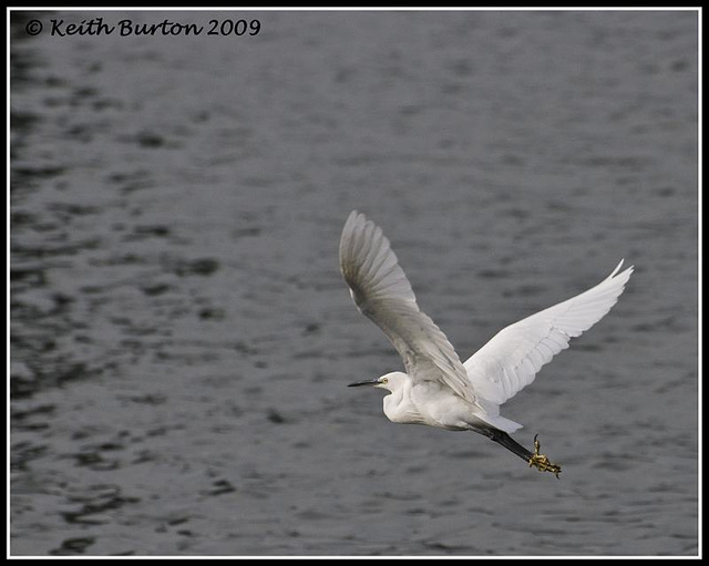 Little Egret - River Hamble