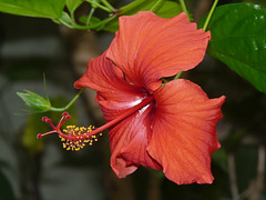 Red Hibiscus