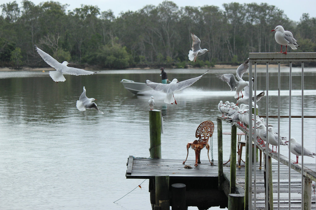 Seagull Airport