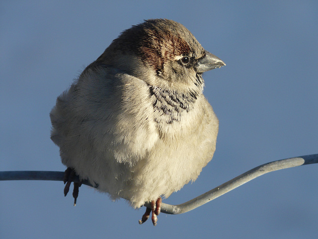 House Sparrow