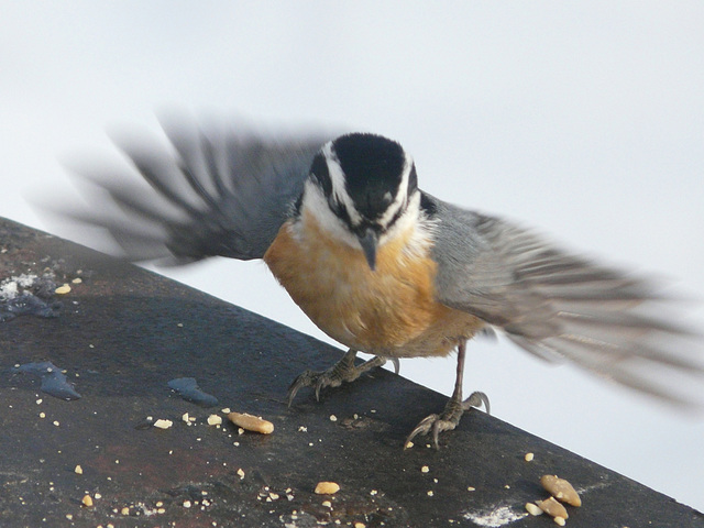 Flapping my wings