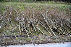 Willow shoots