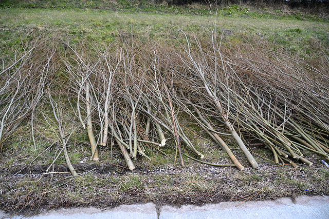 Willow shoots