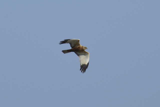 Western Marsh Harrier