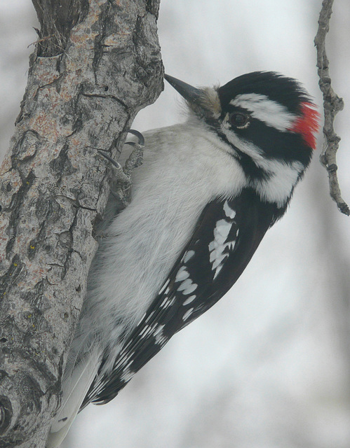 Downy Woodpecker