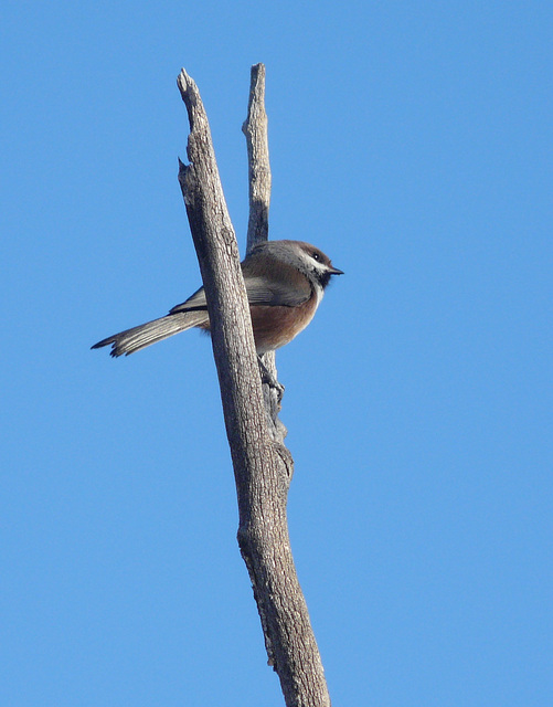 Boreal Chickadee