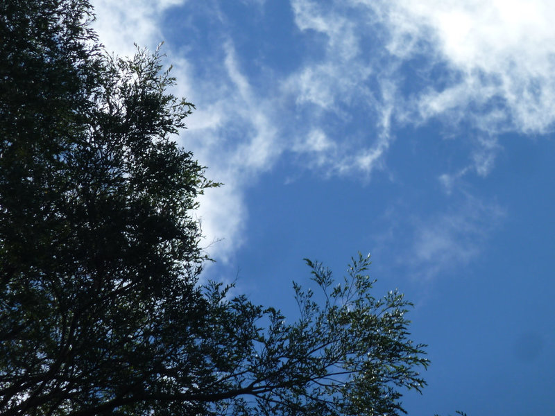 Otro árbol y cielo