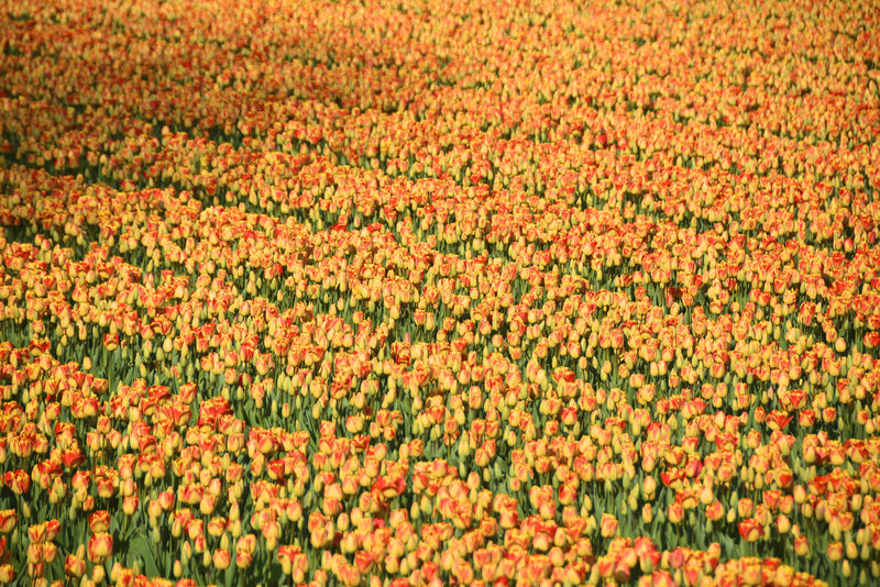 Tulips