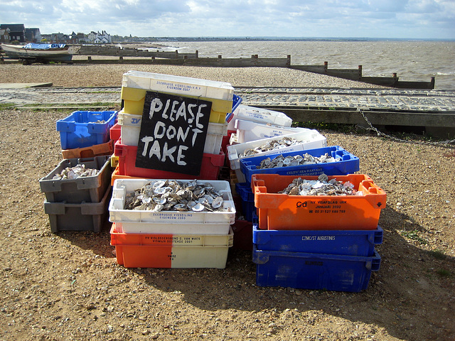 Oyster Shell Recycling