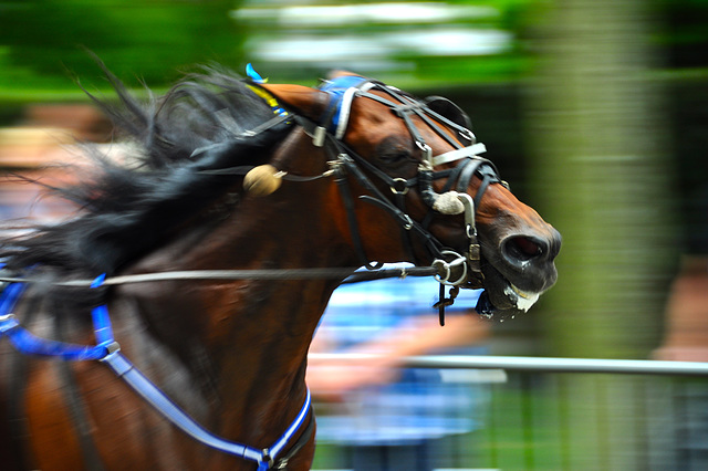 Short-track harness racing – Frothing