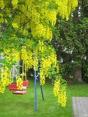 Goldregen [Laburnum]