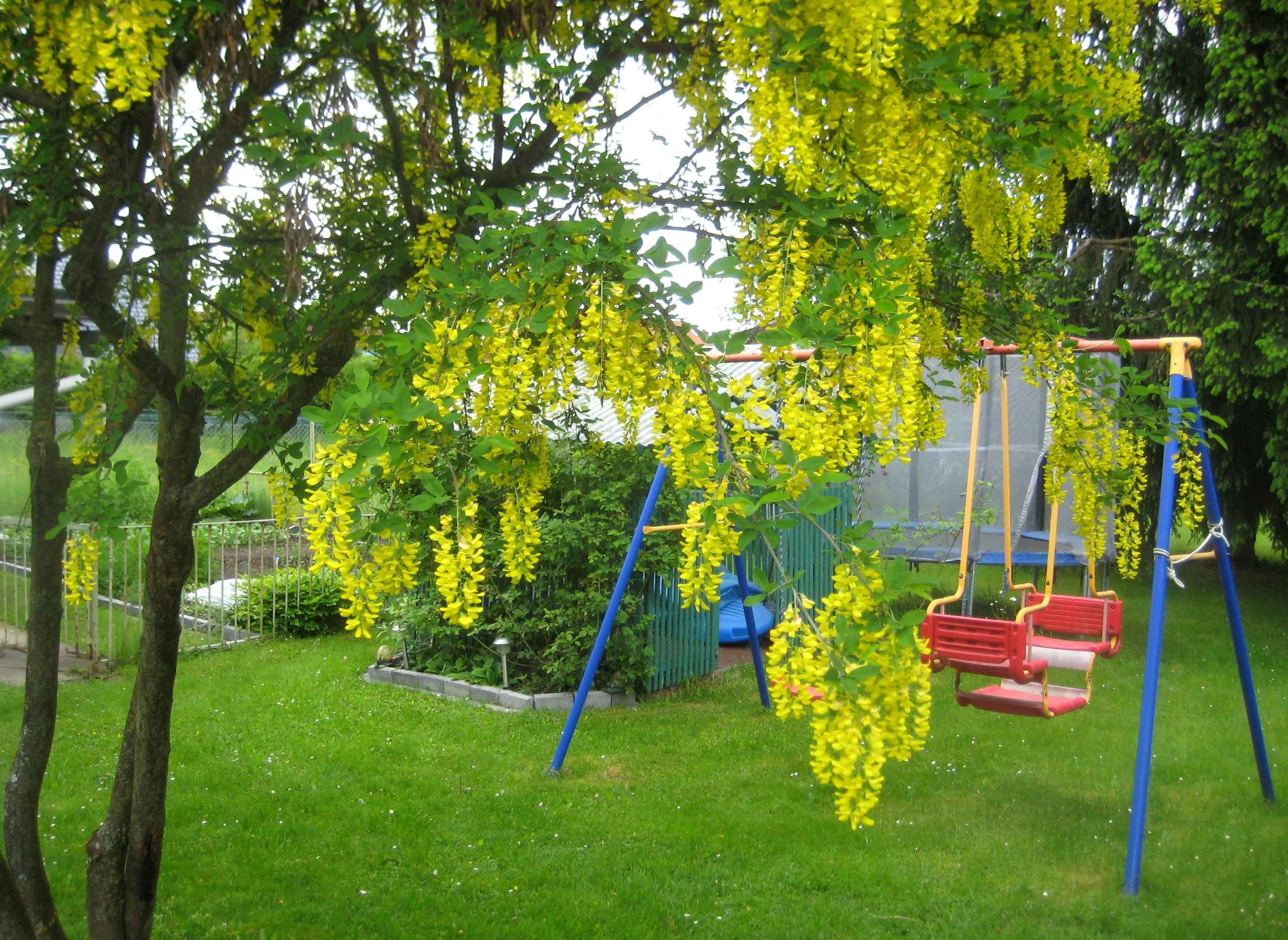 Goldregen [Laburnum]