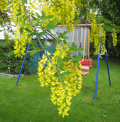 Goldregen [Laburnum]