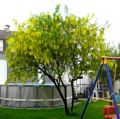 Goldregen [Laburnum]