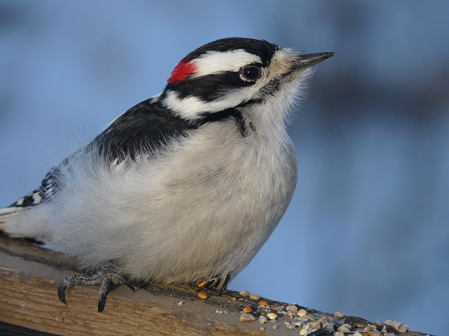 Downy Woodpecker