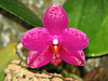 Orchid brilliance