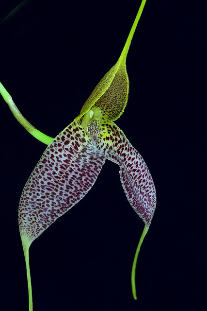 Masdevallia decumana