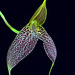 Masdevallia decumana