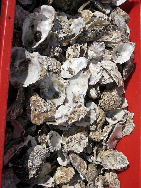 Oyster Shell Recycling