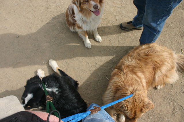 Jack (black tri), Jill (red merle), & Cole (red tri)