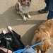 Jack (black tri), Jill (red merle), & Cole (red tri)