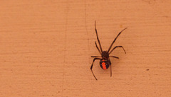 Redback