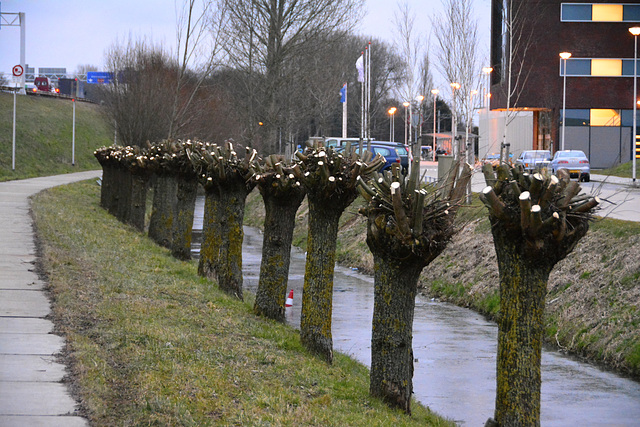 Knotted willows after a shave