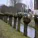 Knotted willows after a shave