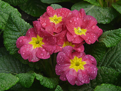 Pink Primula