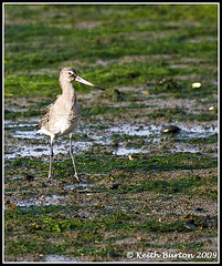 Bar Tailed Godwit - River Hamble