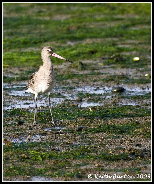 Bar Tailed Godwit - River Hamble