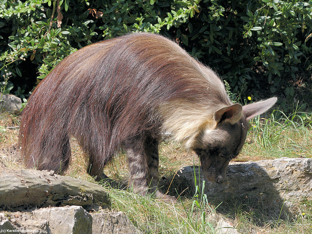 Braune Hyäne (Opel-Zoo)