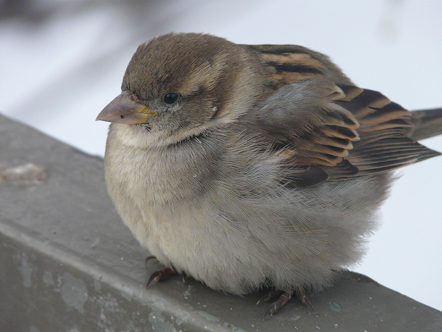 House Sparrow