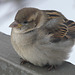 House Sparrow