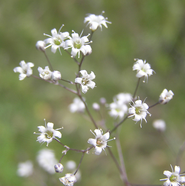 Baby's-breath