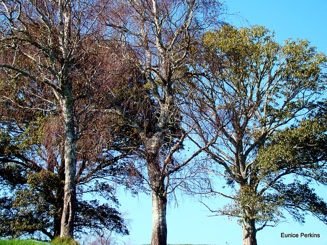 Tree tops