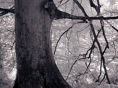 Carved tree-trunk