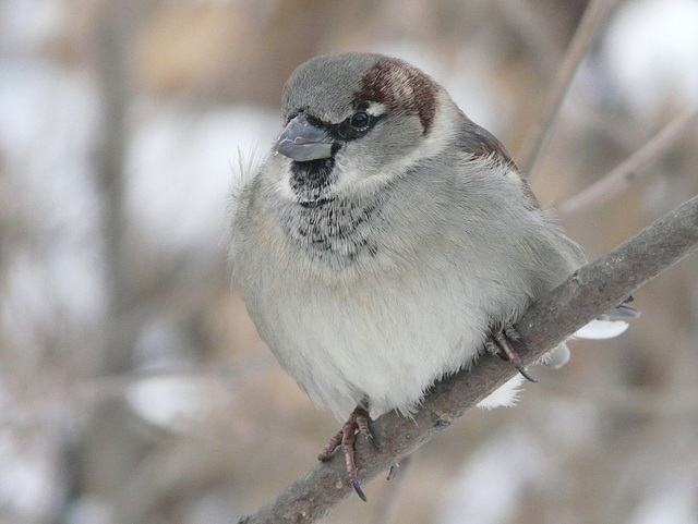 House Sparrow male