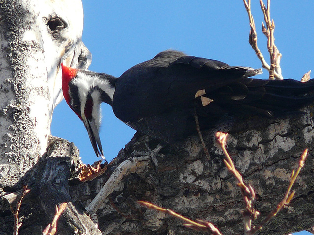 Pileated Woodpecker