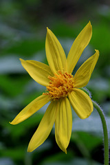 Serrate Balsamroot