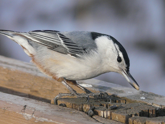 White-breasted Nuthatch