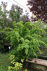 Berberis ' Red Star' = vulgaris x koreana