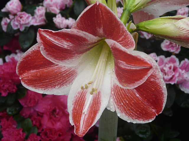 Amaryllis