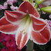 Amaryllis