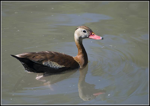 Black bellied whistling duck