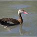 Black bellied whistling duck