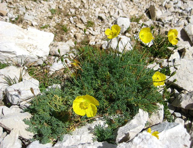 Gelber Bergmohn