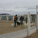 Steve & Jack w/Ian and goats