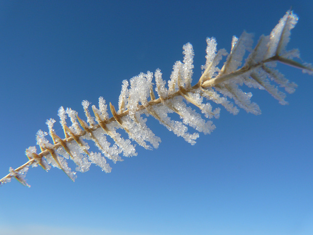 Winter coating