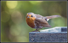 Robin on Bird Table